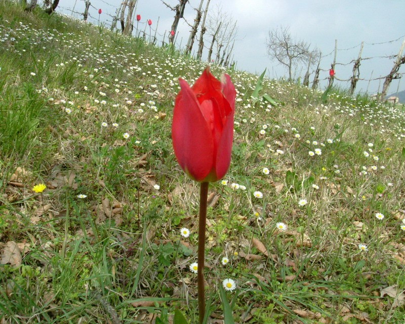 Tulipa agenensis / Tulipano selvatico